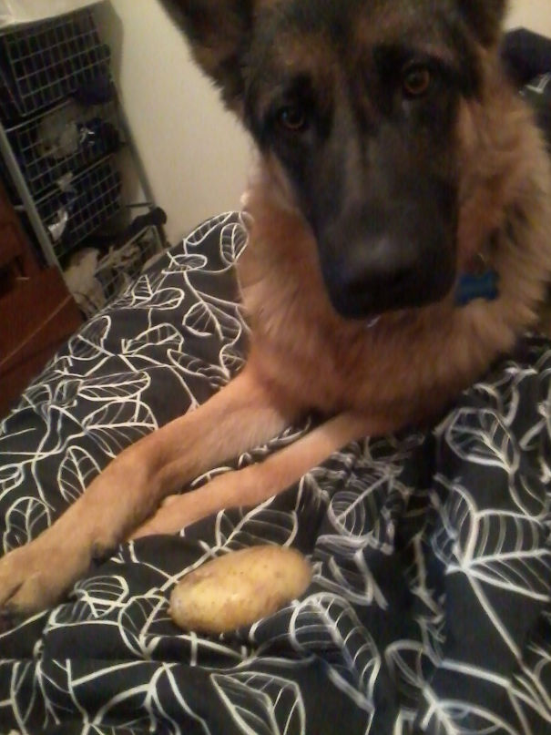 My Dog Brought A Potato To Bed This Morning