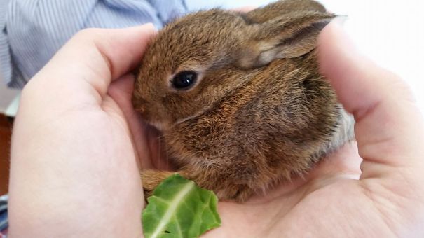 Look At What My Cat Brought Me This Morning