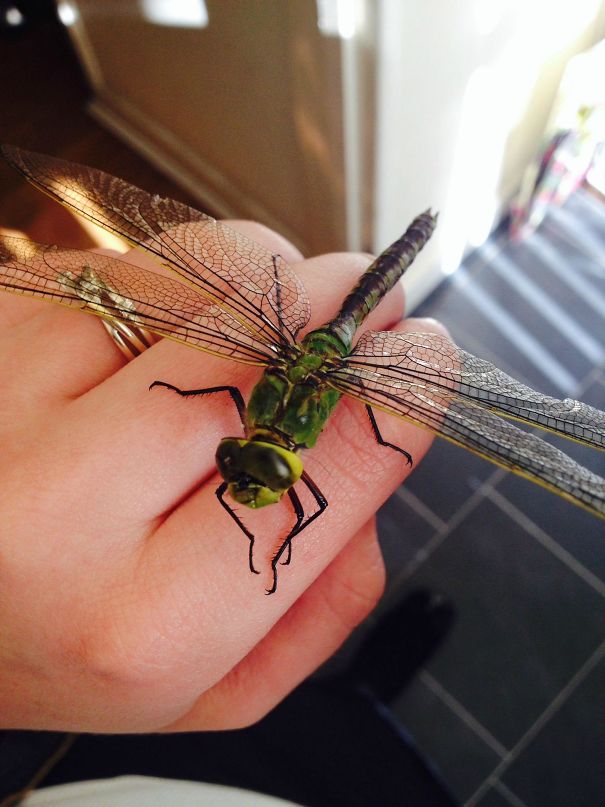 So My Cat Brought Us An Interesting Gift