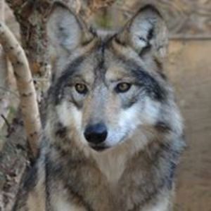 padraic_mchale avatar