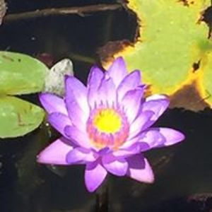 anne_s_hassler avatar