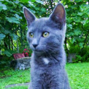 milanstojkovic avatar