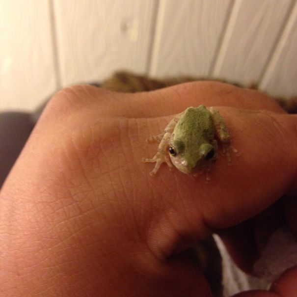 My Dog Brought It And Dropped It On My Feet. I Guess It Was His Gift To Me