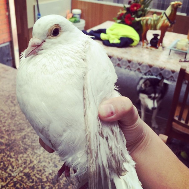 Some Dogs Bring Back Balls, Frisbees Or Sticks. Jack Brought Me A Pigeon. A F*cking Pigeon. Lol