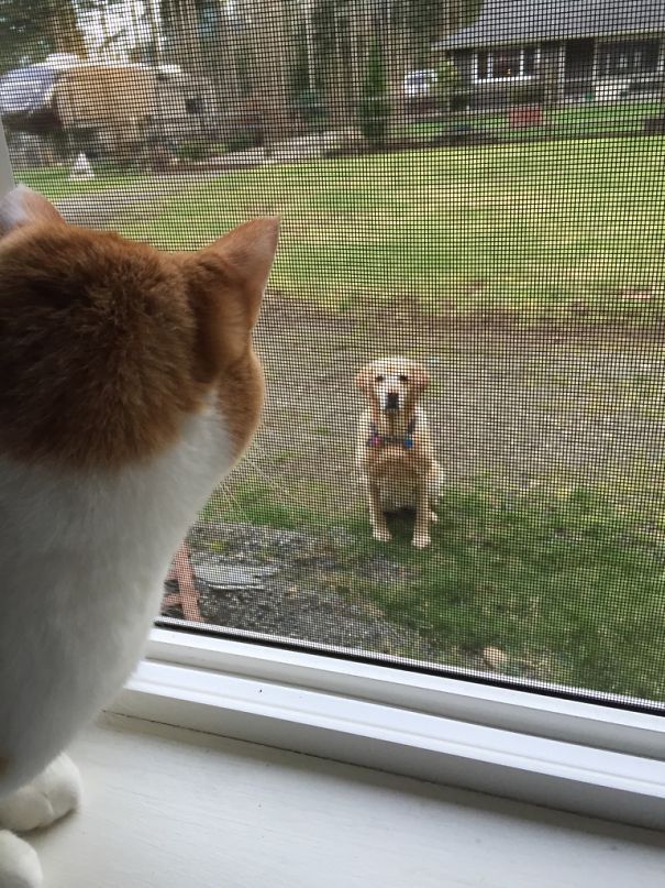 My Dog Meets My Cat For The First Time. They Had A Stare Down For At Least 10 Minutes