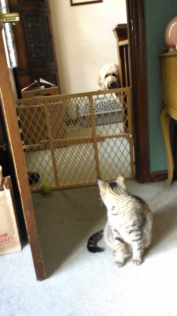 My Cat From College Meeting My Dog From Home For The First Time