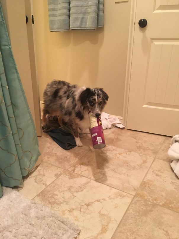 That One Time 5 Months Ago When My Dog Brought Me A Snack