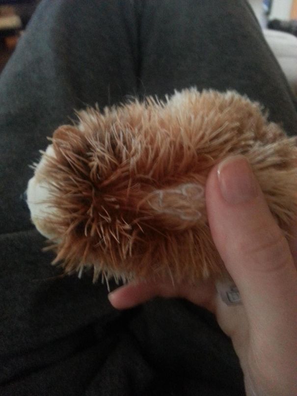 My Dog Brought Me Her Toy And I Noticed Something