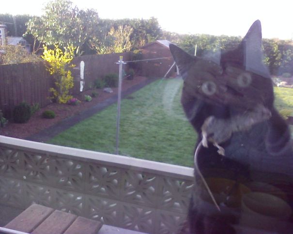 Cat Brought Me A Present This Morning