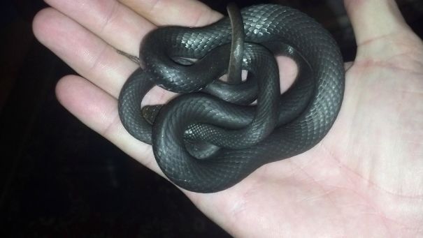 My Cat Brought Me A Present