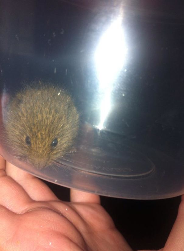 My Cat Brought Me A Gift