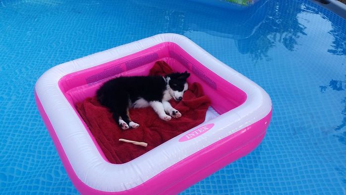 Spoiled-dogs-that-live-better-than-you