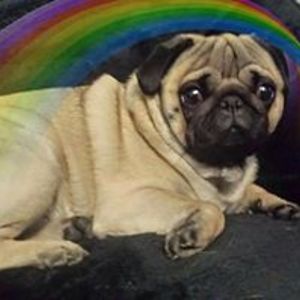 angiewilliams4 avatar