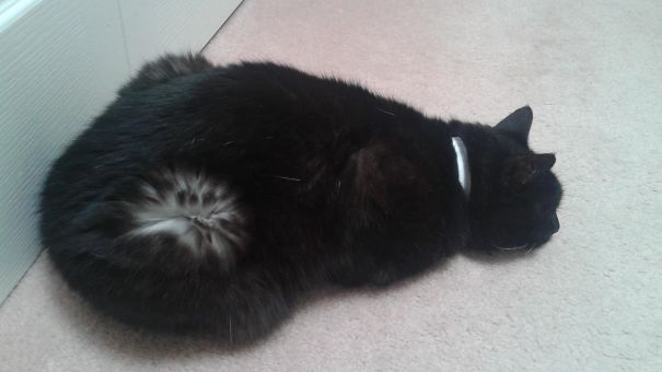 My Cat's Fur Is Black On Top And White On The Bottom