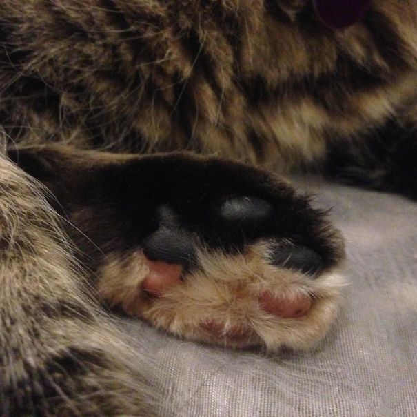 The Colouration Of My Cats Paw Is Perfectly Split In Half (Including The Beans!)
