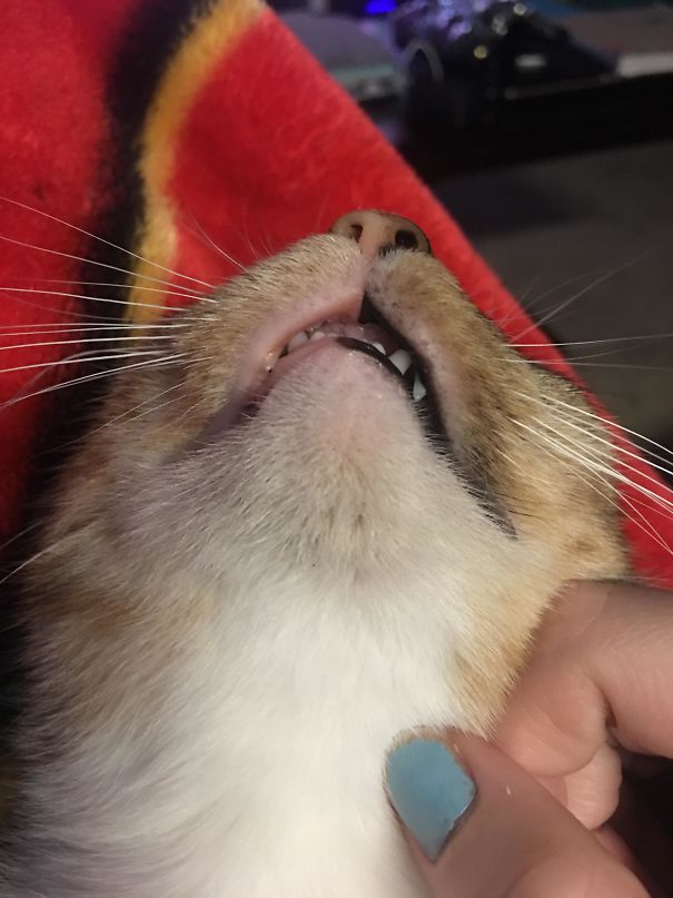 My Cat's Mouth/Nose Is Exactly Half Black
