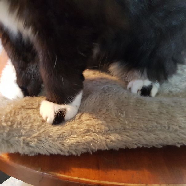 My Cat Has The Same Color Toe On Front And Back Paws