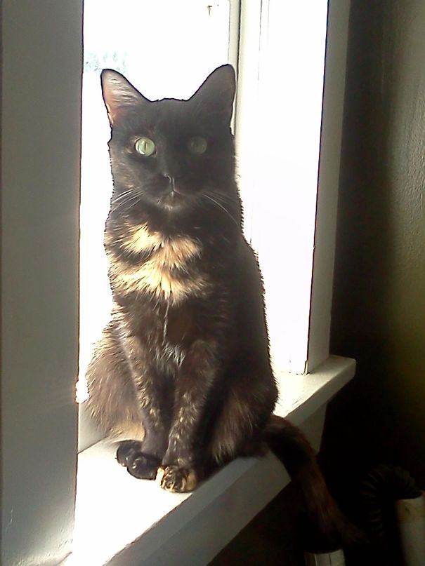 My Cat Has A 'Z' On Her Chest