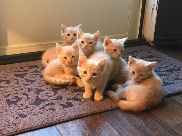 I Found A Cat And A Month Later This Happened