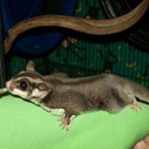 dodgechargergirlh711 avatar