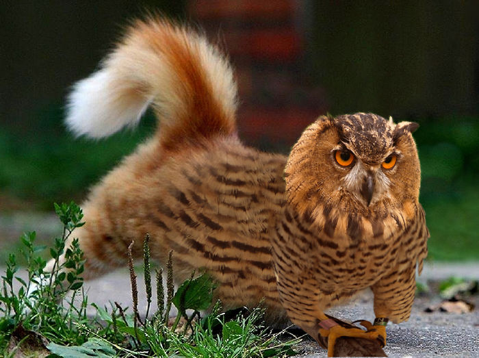 The Internet Has Transformed Felines And Birds Into Hybrid Animals