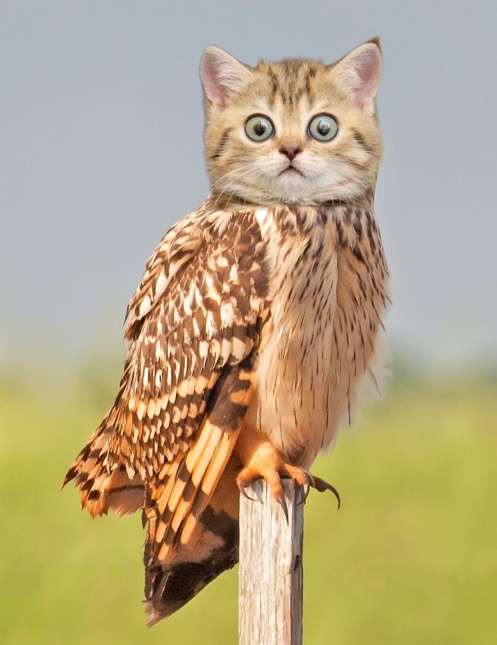 The Internet Has Transformed Felines And Birds Into Hybrid Animals