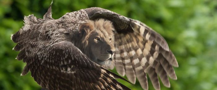 The Internet Has Transformed Felines And Birds Into Hybrid Animals