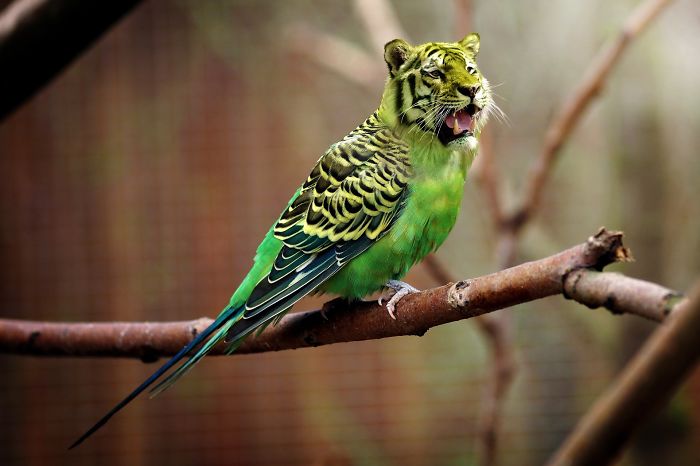 The Internet Has Transformed Felines And Birds Into Hybrid Animals