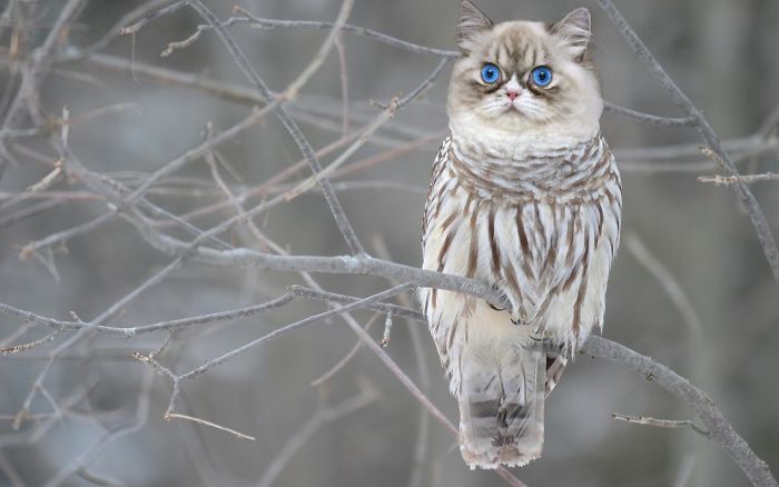 The Internet Has Transformed Felines And Birds Into Hybrid Animals