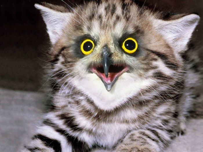 The Internet Has Transformed Felines And Birds Into Hybrid Animals