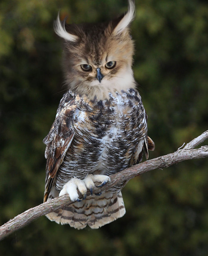 The Internet Has Transformed Felines And Birds Into Hybrid Animals