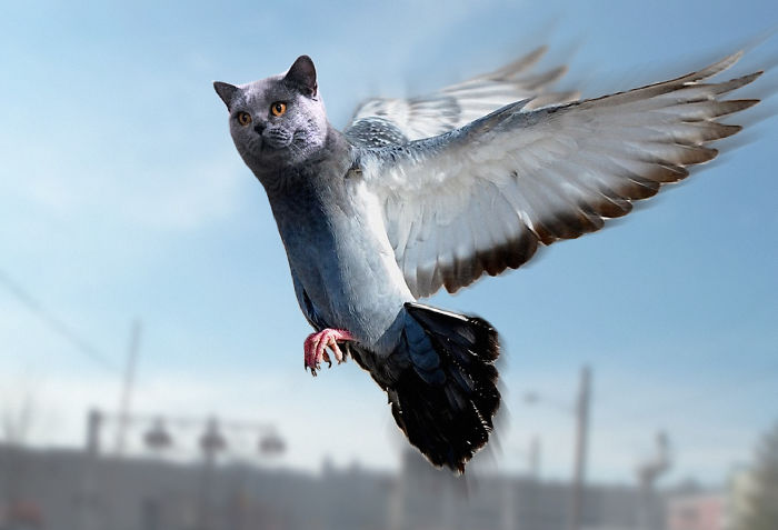 The Internet Has Transformed Felines And Birds Into Hybrid Animals