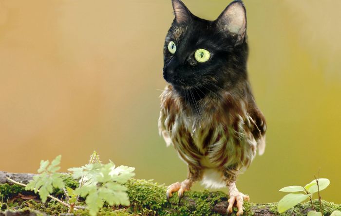 The Internet Has Transformed Felines And Birds Into Hybrid Animals