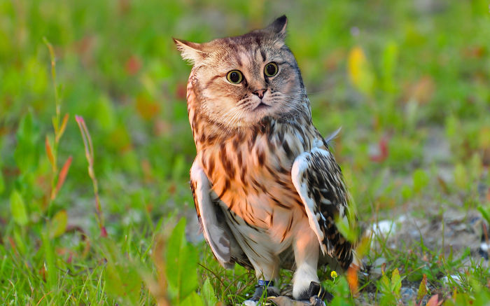 The Internet Has Transformed Felines And Birds Into Hybrid Animals