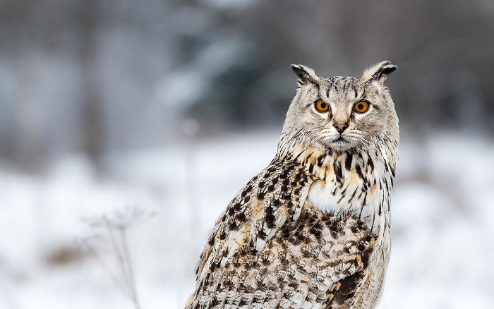 The Internet Has Transformed Felines And Birds Into Hybrid Animals