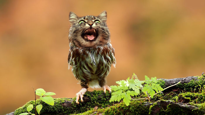 The Internet Has Transformed Felines And Birds Into Hybrid Animals