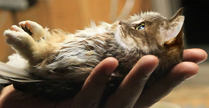 The Internet Has Transformed Felines And Birds Into Hybrid Animals