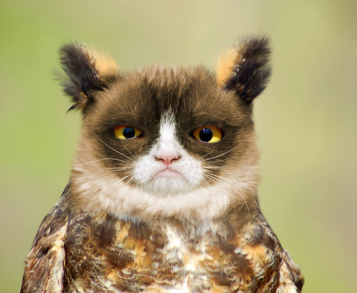 The Internet Has Transformed Felines And Birds Into Hybrid Animals