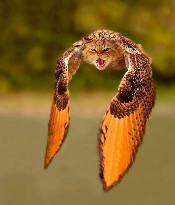 The Internet Has Transformed Felines And Birds Into Hybrid Animals