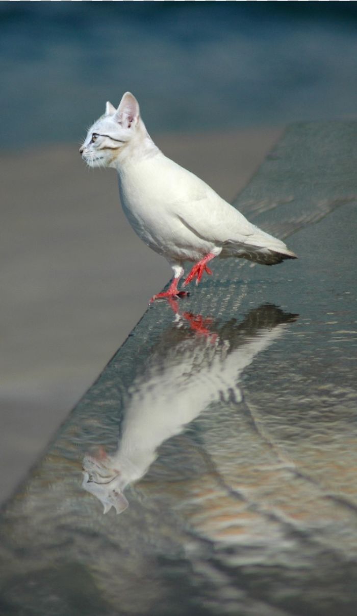 The Internet Has Transformed Felines And Birds Into Hybrid Animals