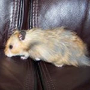 debbie_foster7 avatar