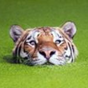 spiderhateswoman avatar