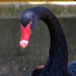 diamond_phobos avatar