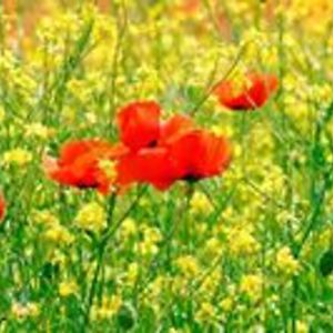 bertaismyname avatar