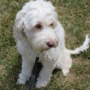 ericahollander avatar