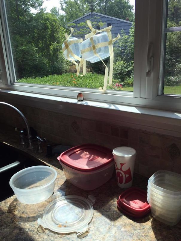 My Mother-In-Law Vs. Carpenter Bees