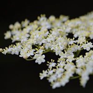 bombusterestris21 avatar