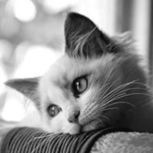 djsunshinekibc avatar