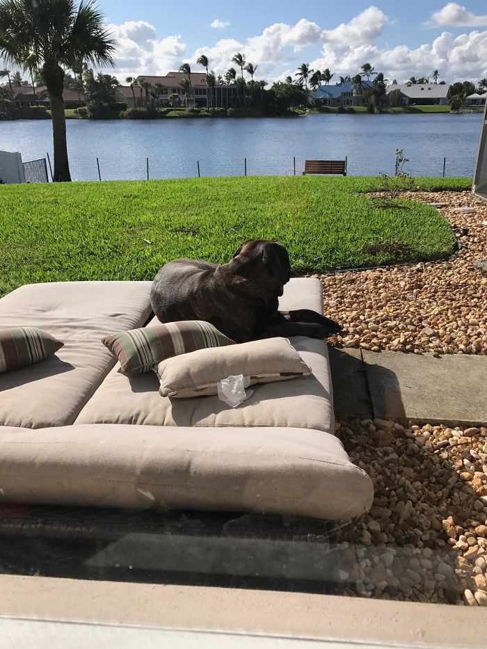 Spoiled-dogs-that-live-better-than-you