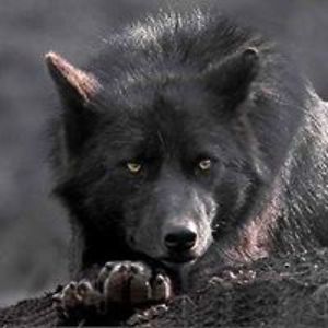 simonfellmoon avatar